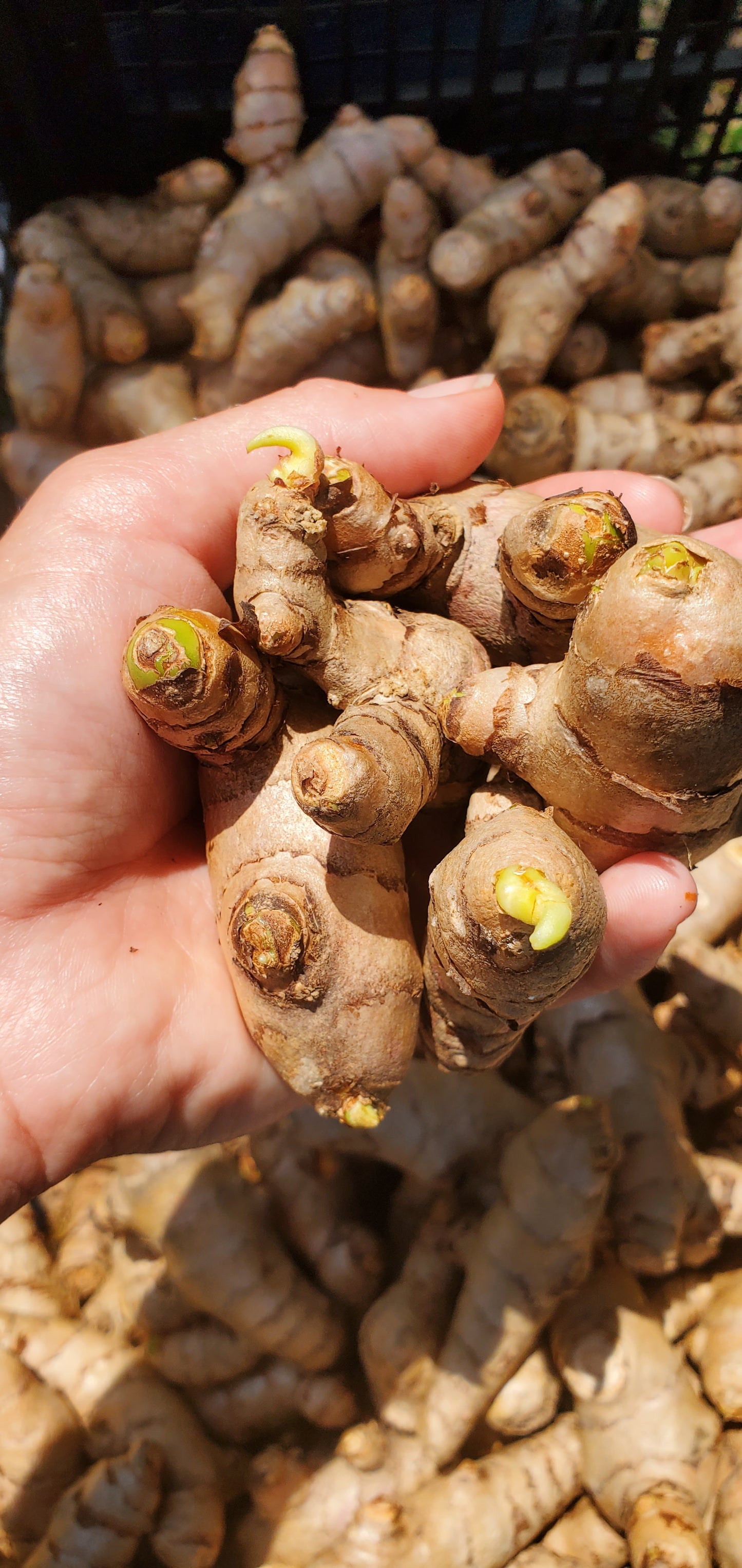 budding turmeric rhizomes