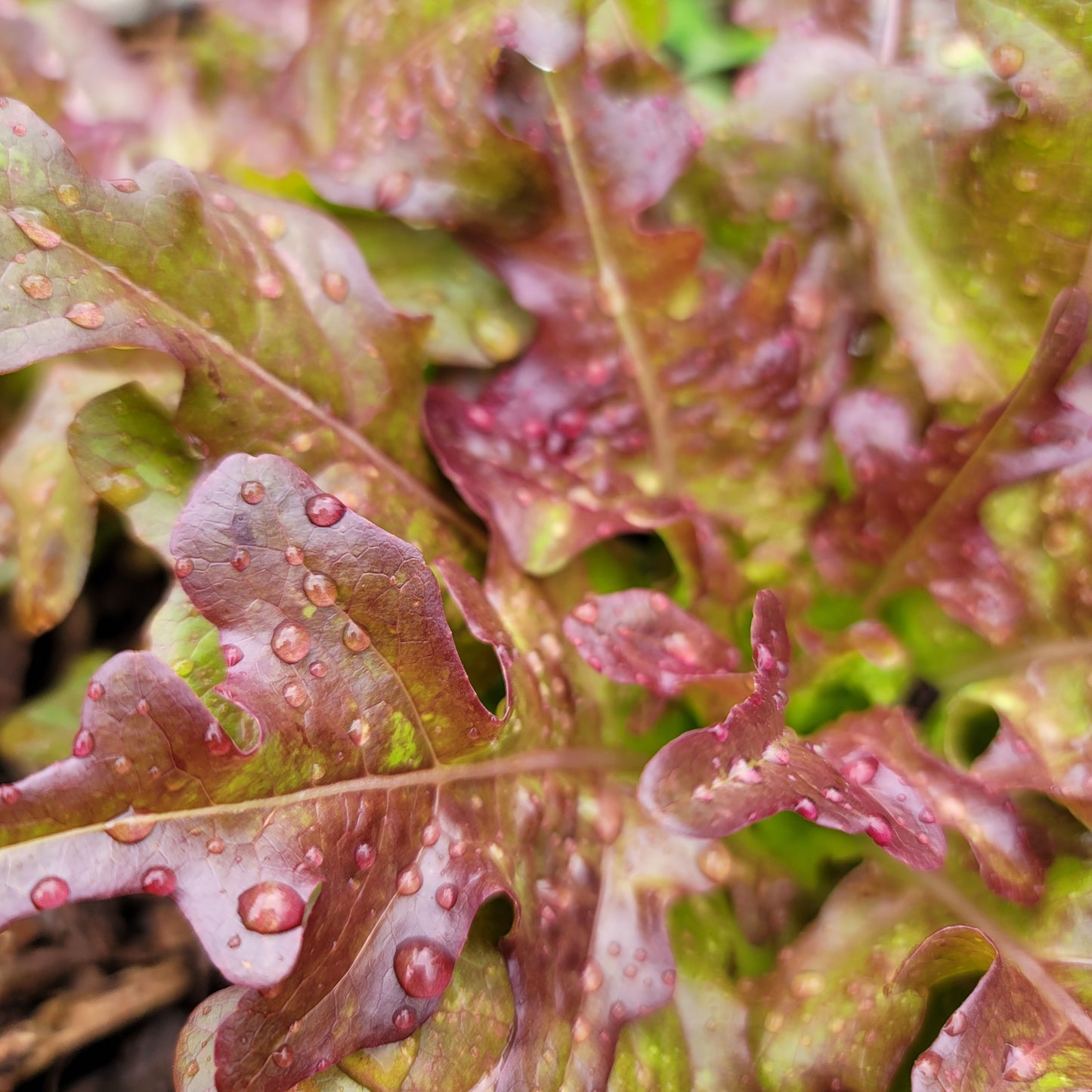 close up of a red oakleaf lettuce with specks of green andwater droplets