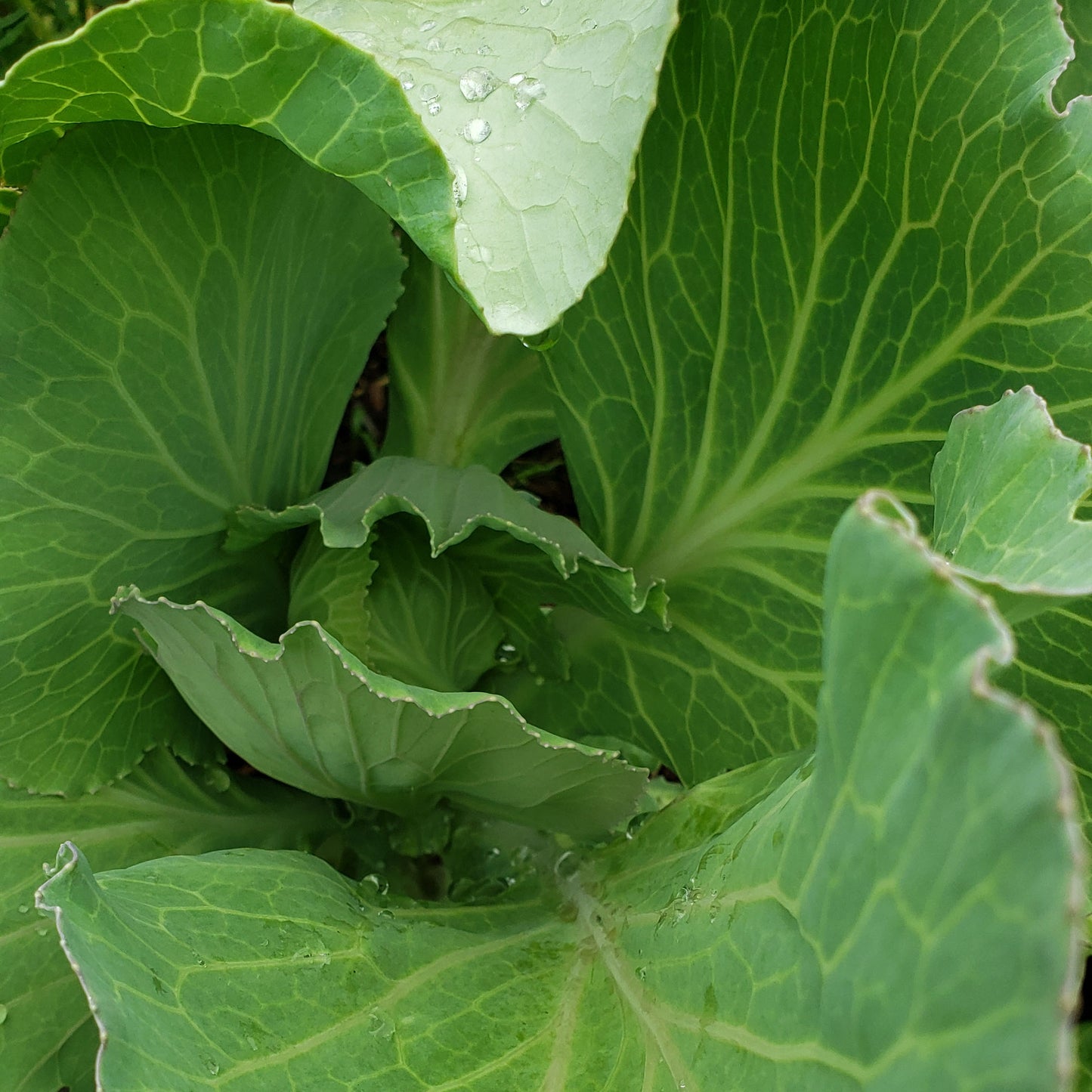 CABBAGE - ALL SEASONS