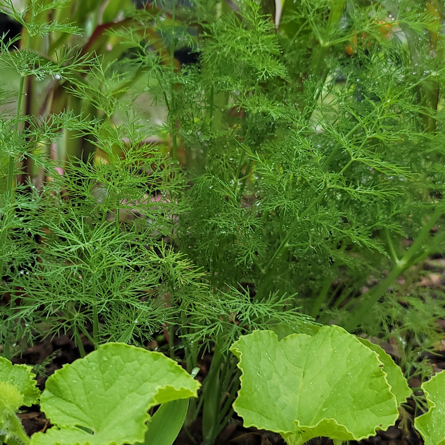 carrot foliage with a melon vine trailing in the foreground