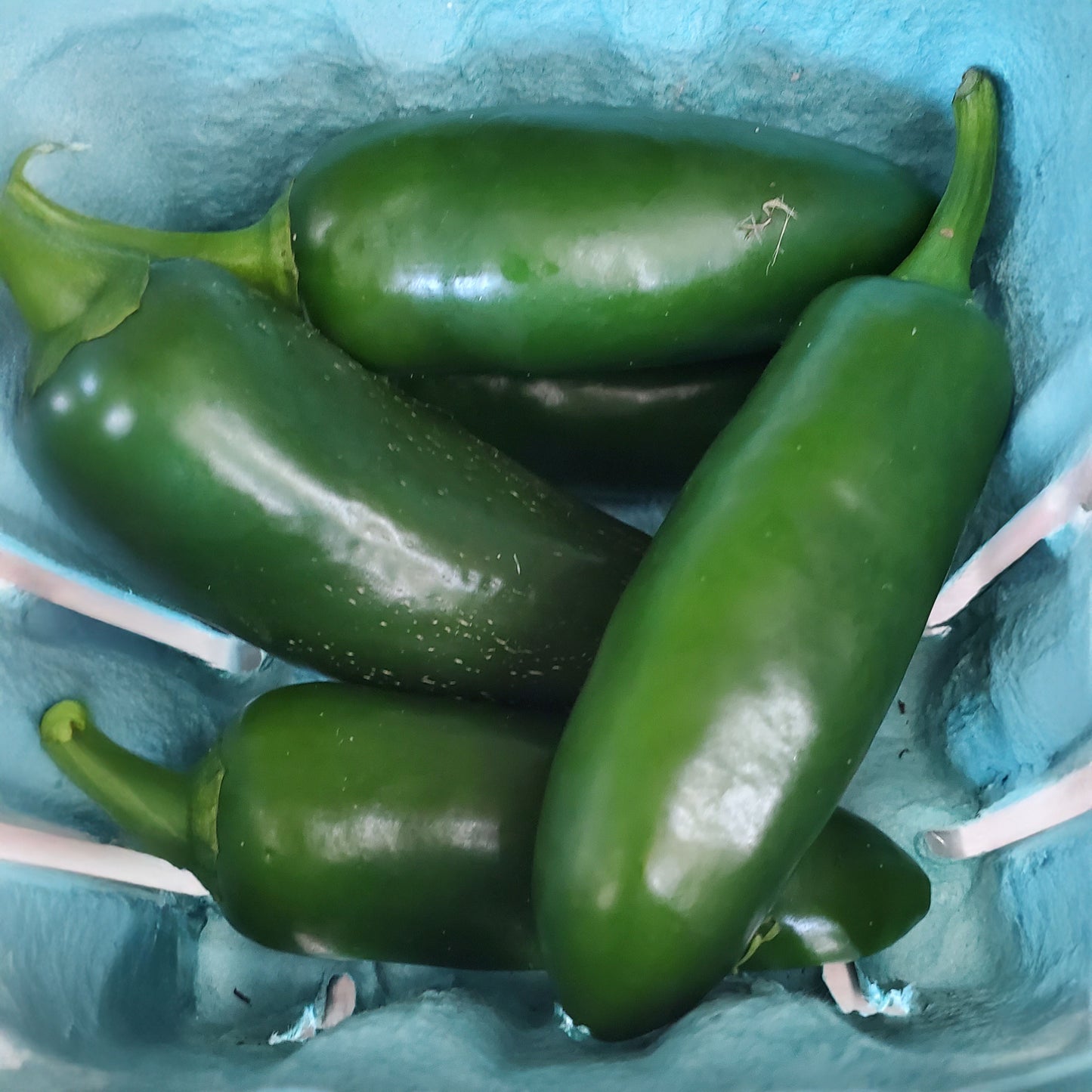 4 whole green jalapeno peppers in a light blue paper produce basket