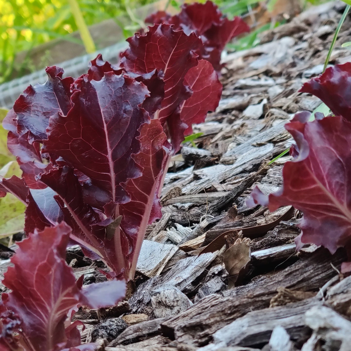 a row of merlot red leaf lettuce