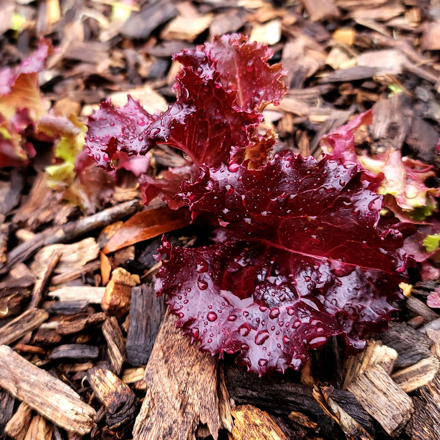 close up of a head of red lettuce with water droplets