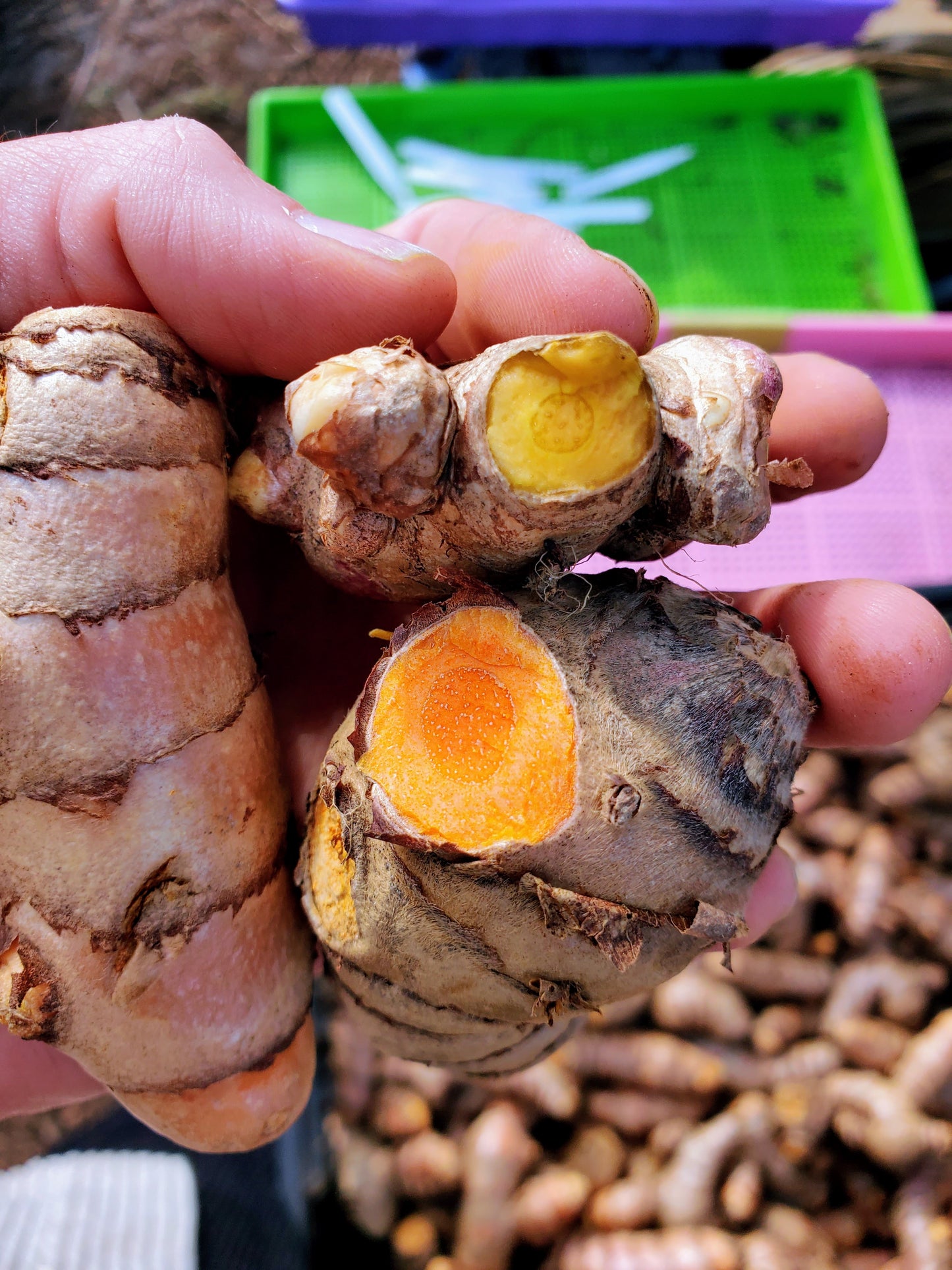 a hand holding 3 turmeric rhizomes. Two have exposed flesh, one yellow, the other red/orange