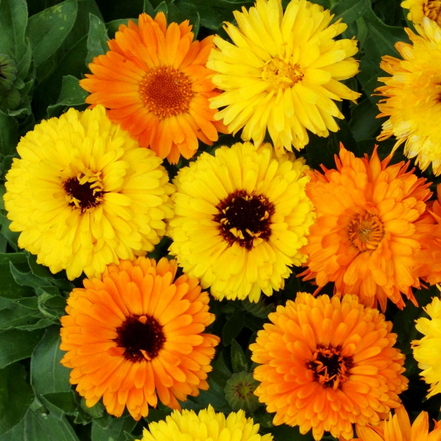 Cool Weather Seeds