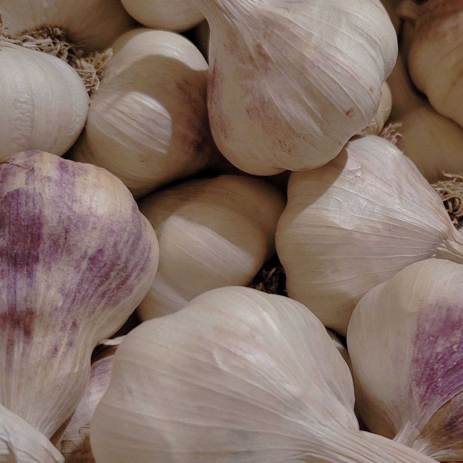 Bulbs, Rhizomes, Roots, and Tubers