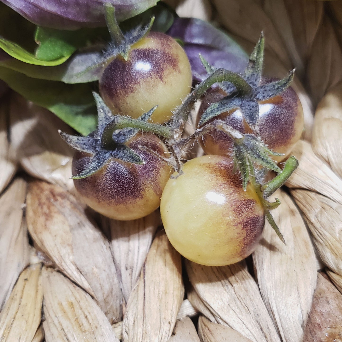 TOMATO - AMETHYST CREAM CHERRY