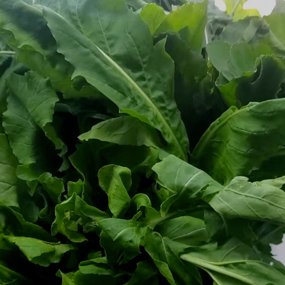 close up image of a bunch of green arugula leaves