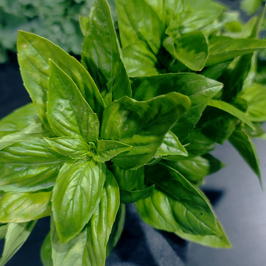 BASIL - GENOVESE