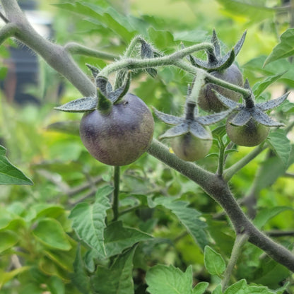 Tomato - Blue Boar Berries