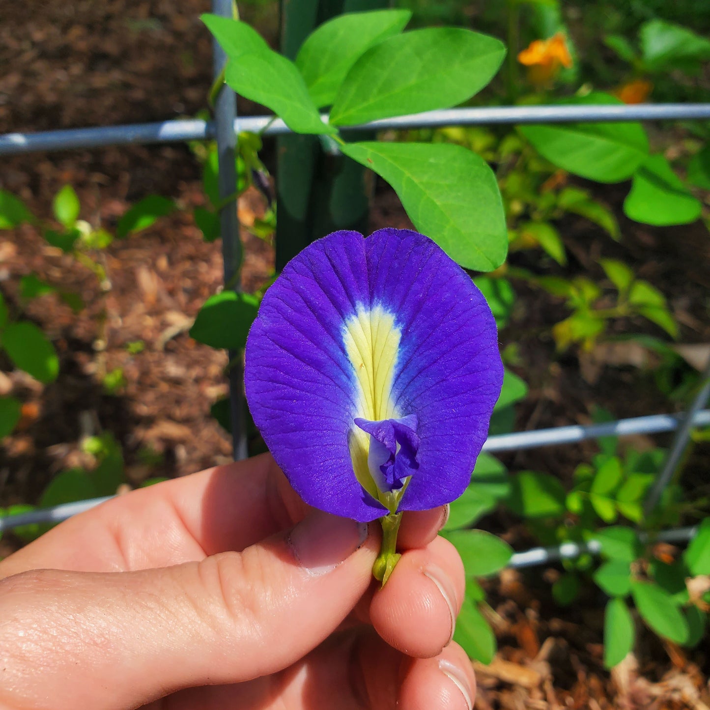 BUTTERFLY PEA - BLUE