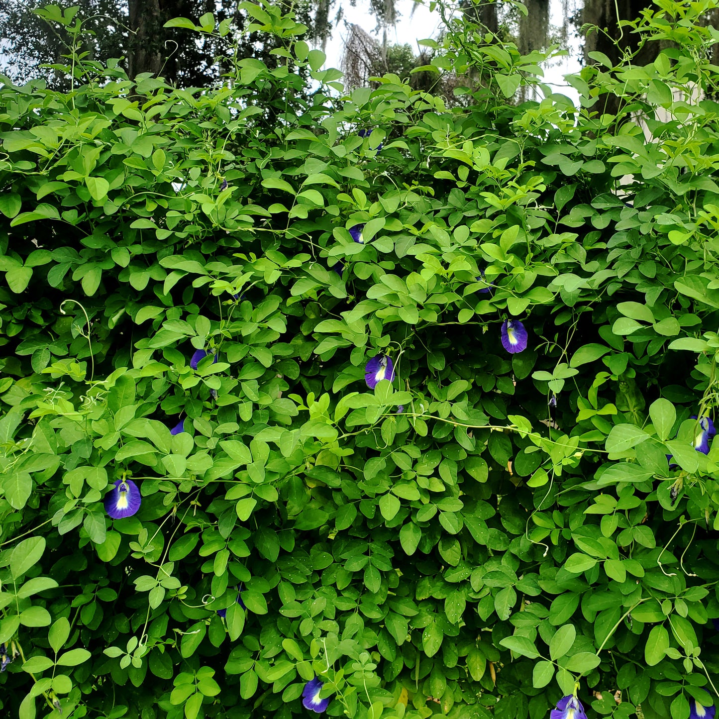 BUTTERFLY PEA - BLUE