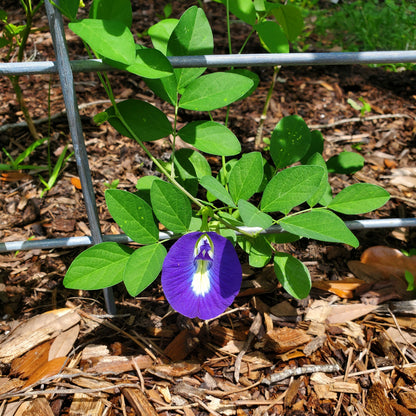 BUTTERFLY PEA - BLUE