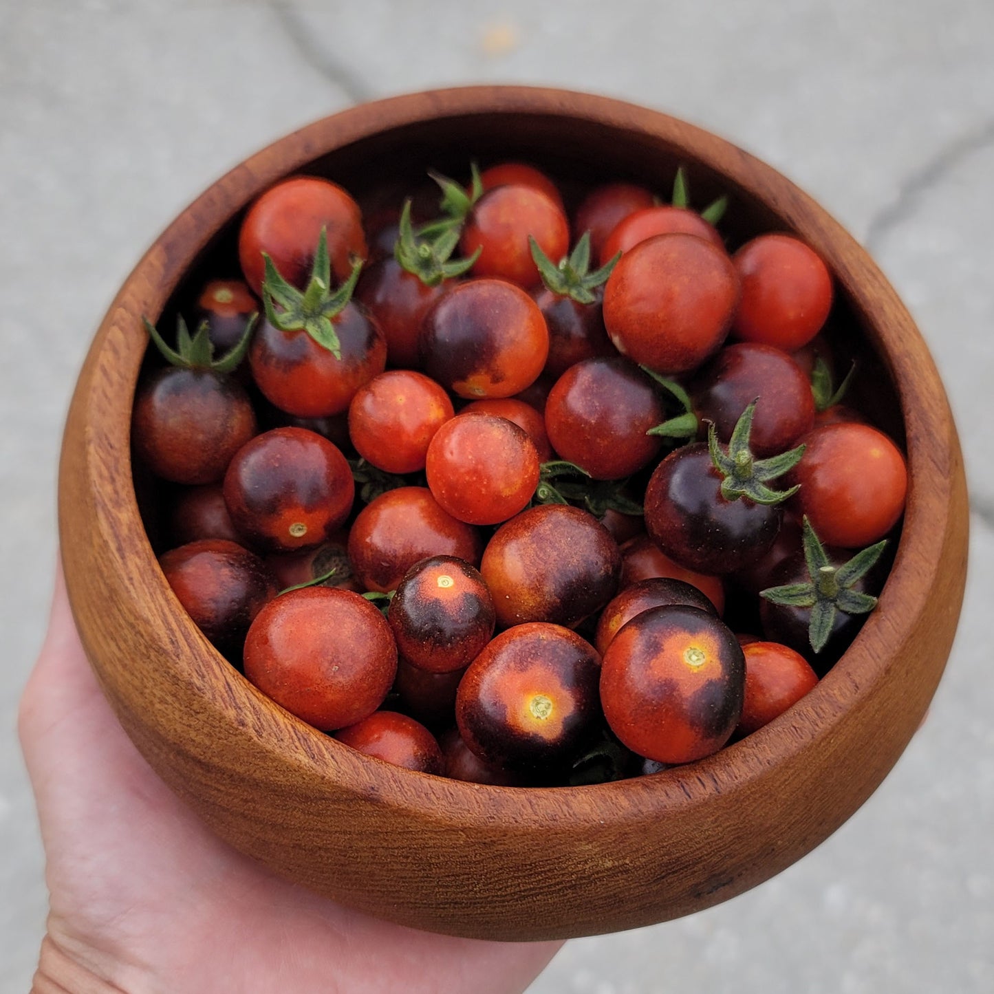 wood bowl filled with cherry tomatoes that are dark red and blue/purple