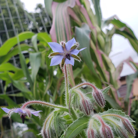 BORAGE