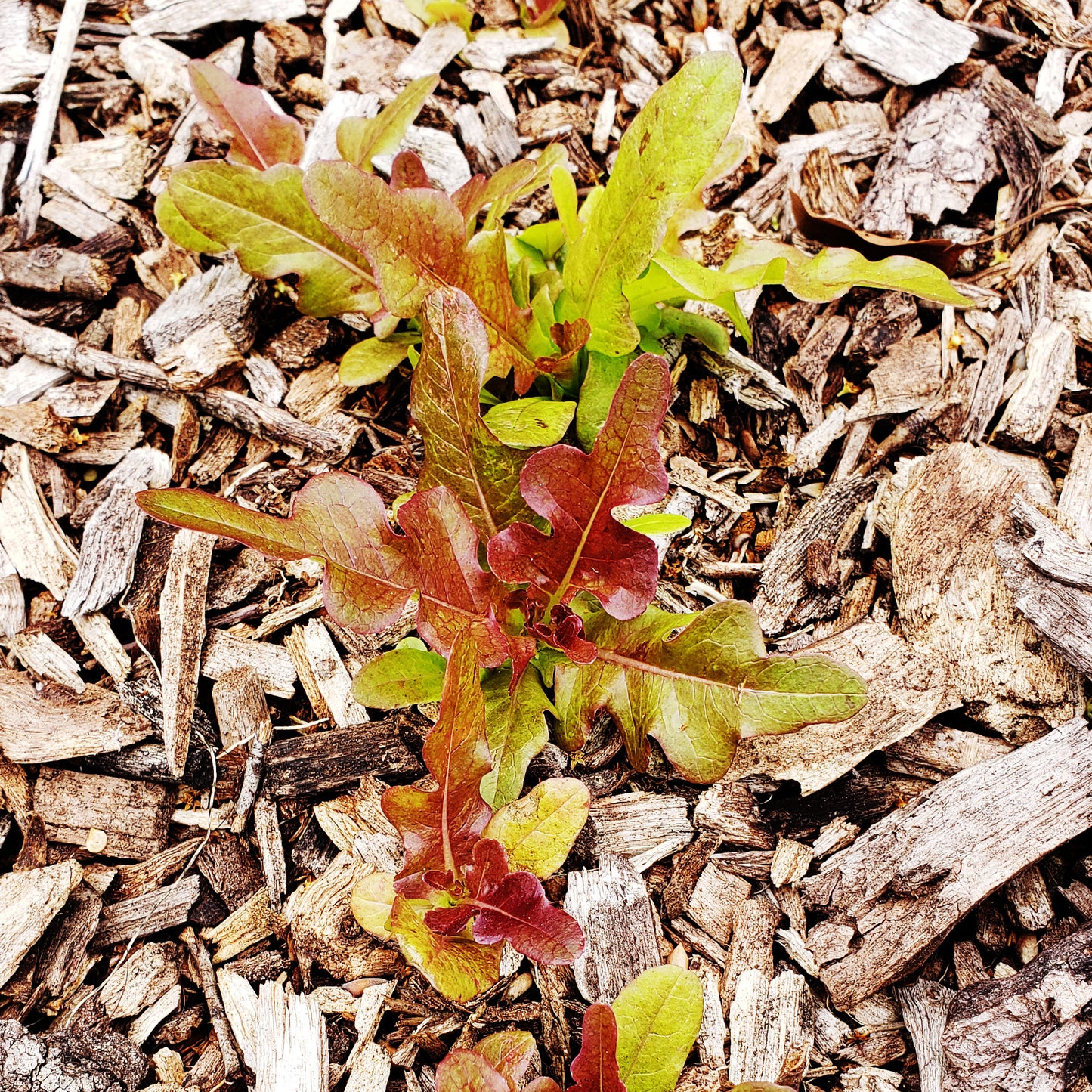 a couple lettuce plants with red, green, and bronze leaves