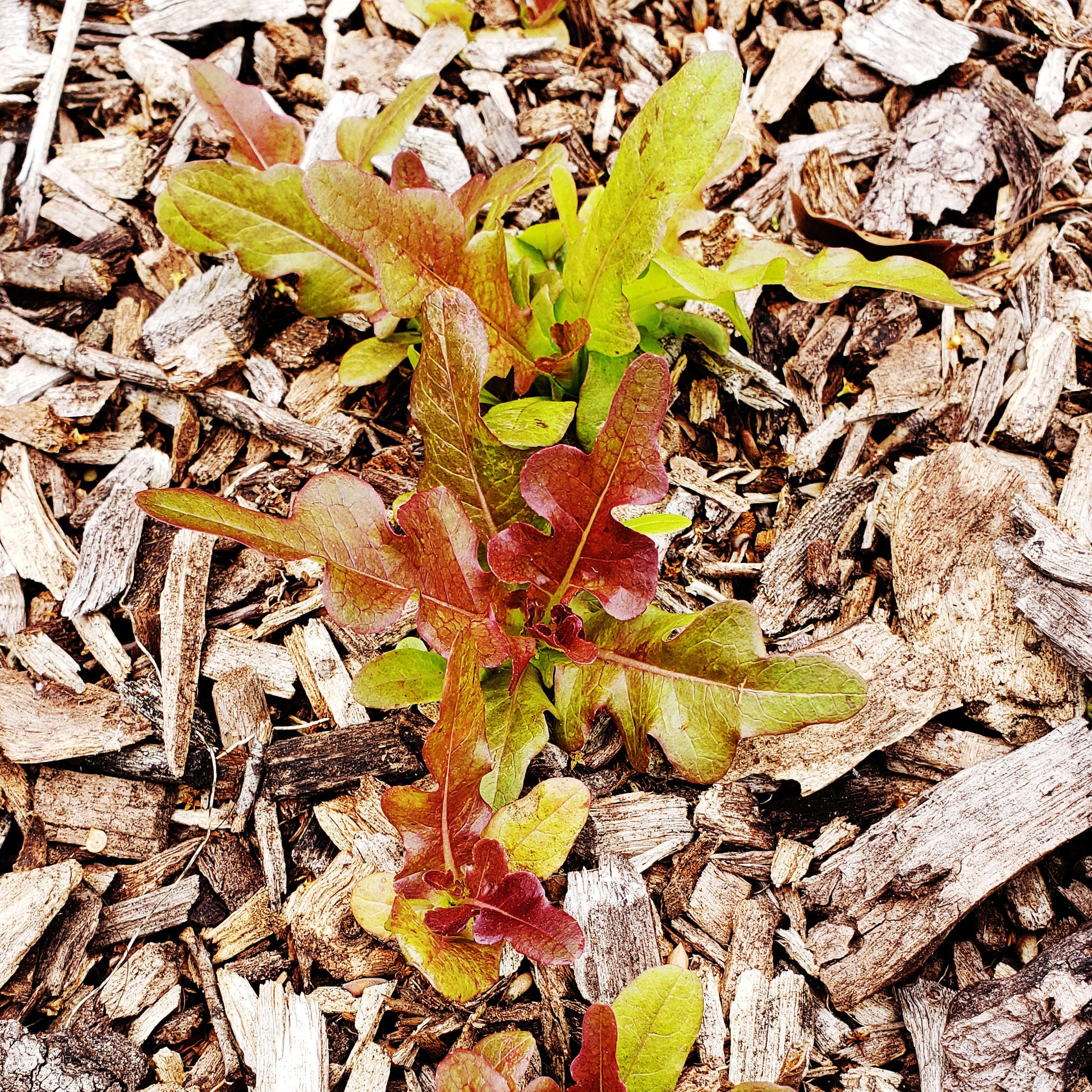 a couple lettuce plants with red, green, and bronze leaves