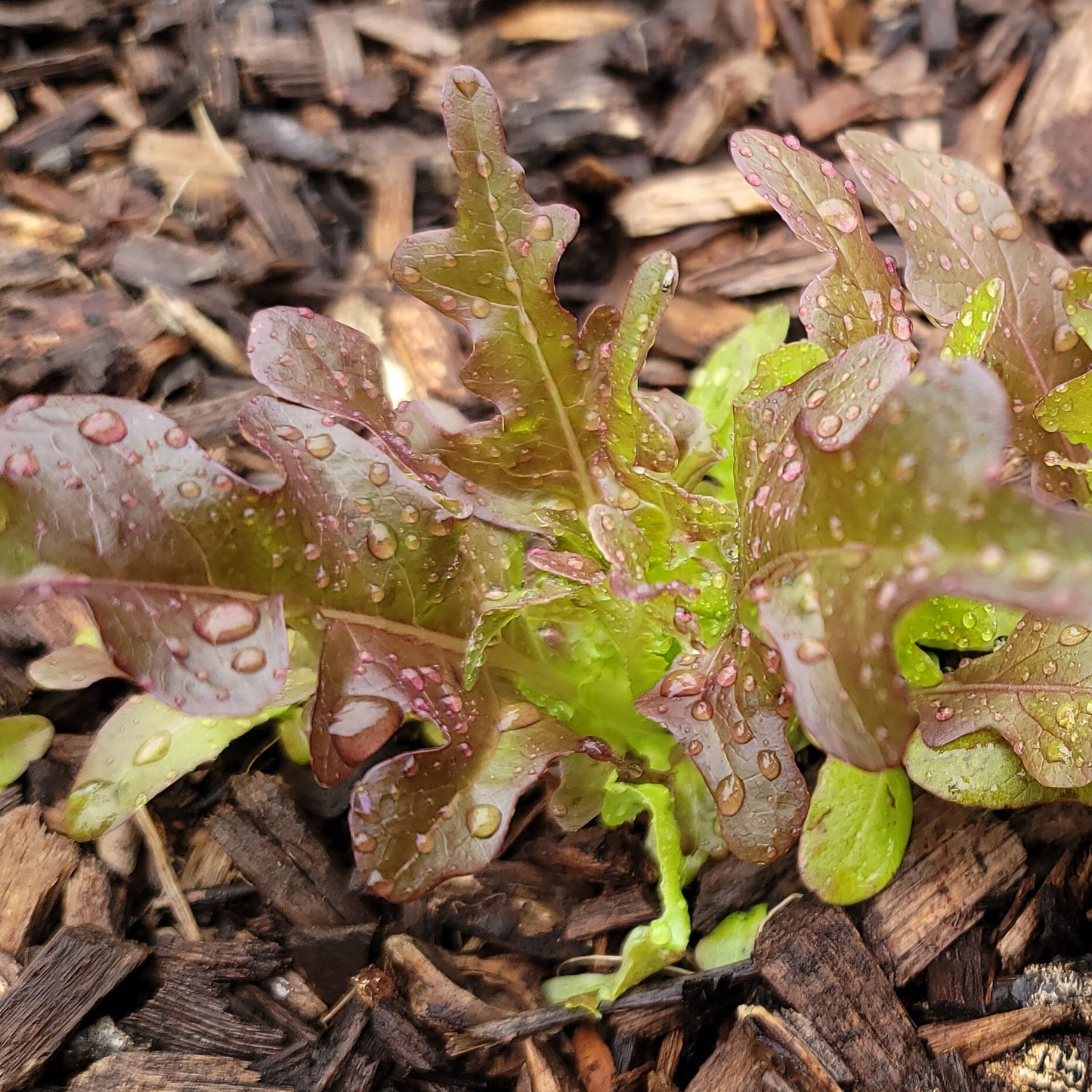 LETTUCE - BRONZE GUARD