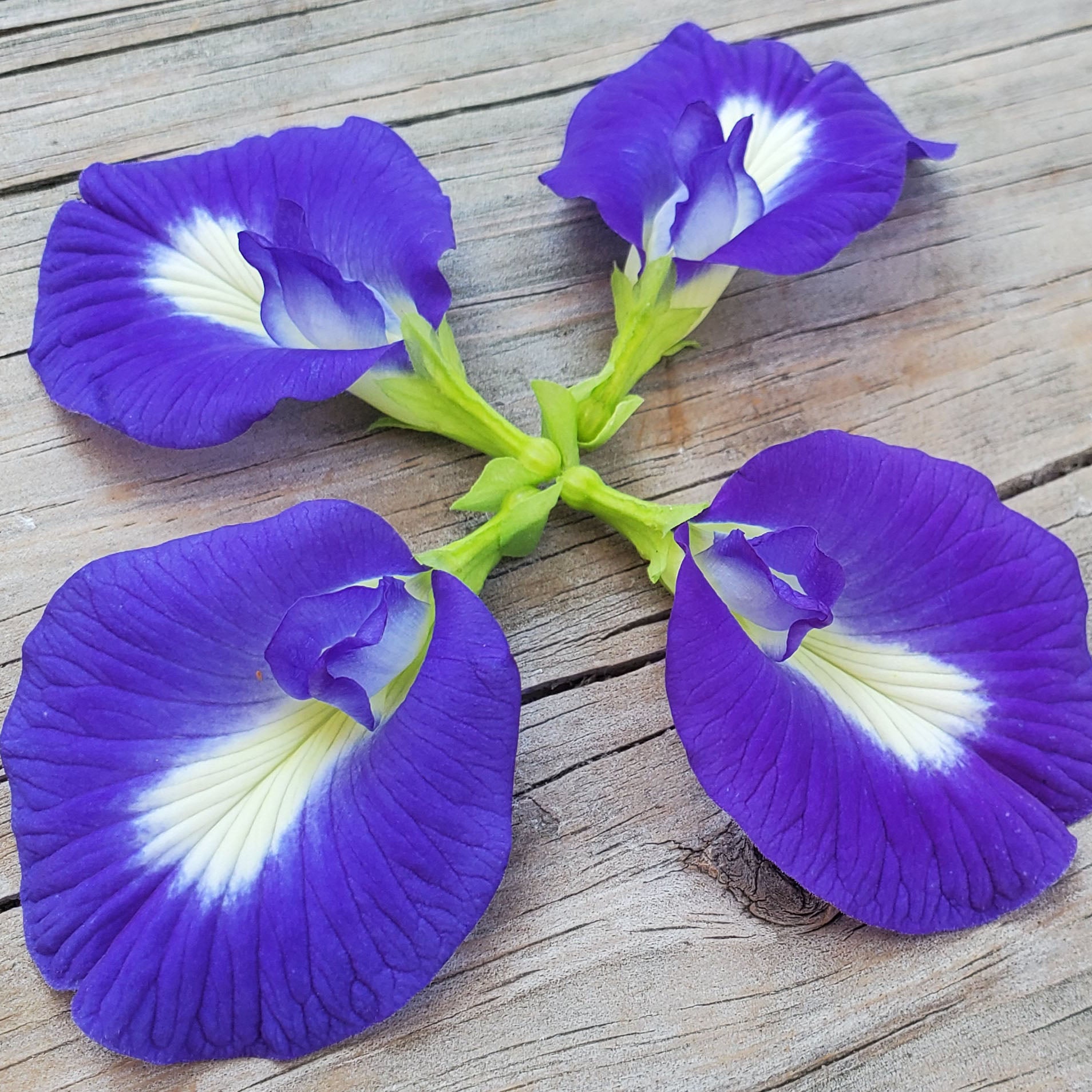 Four blue butterfly pea blossoms on a wood background 