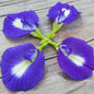 Four blue butterfly pea blossoms on a wood background 