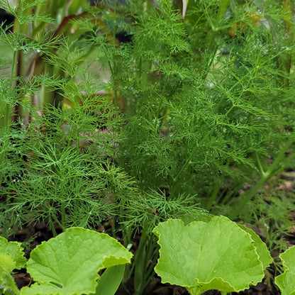 carrot foliage with a melon vine trailing in the foreground 