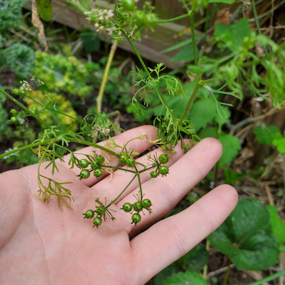 CILANTRO - SLO BOLT