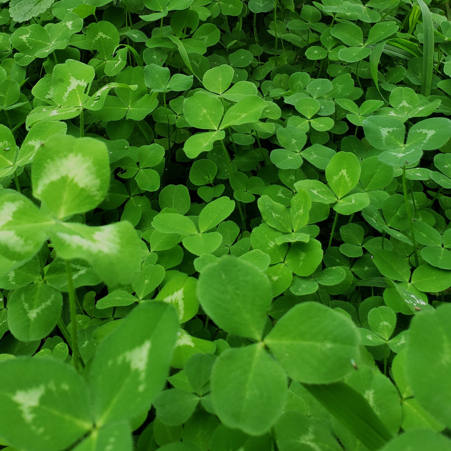 image of green clover with 3 leaves, some with white variegation in the middle