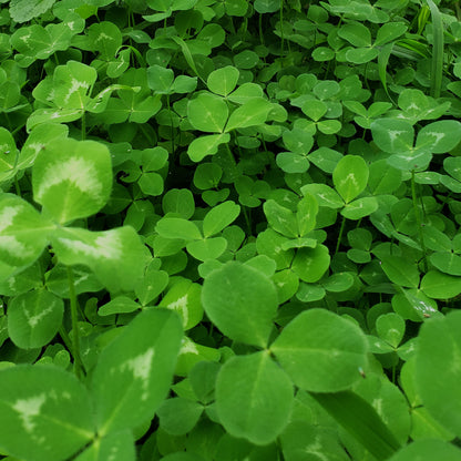 image of green clover with 3 leaves, some with white variegation in the middle