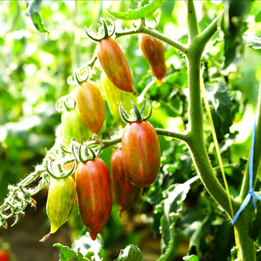 upright vine with 9 tomatoes hanging in various stages of ripeness. The tomatoes are enlongated with green stripes 