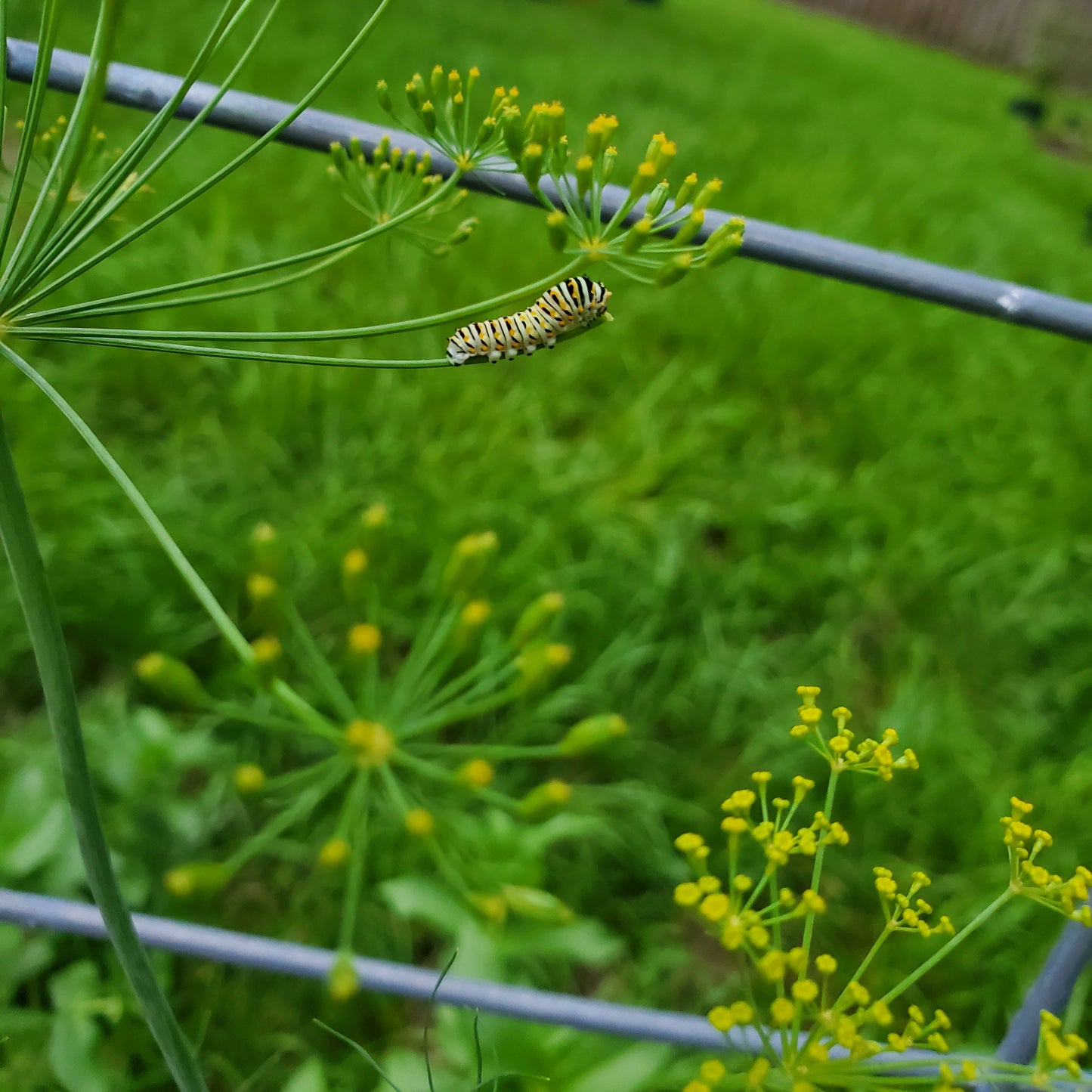 DILL - BOQUET