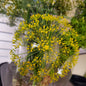 DILL - BOQUET