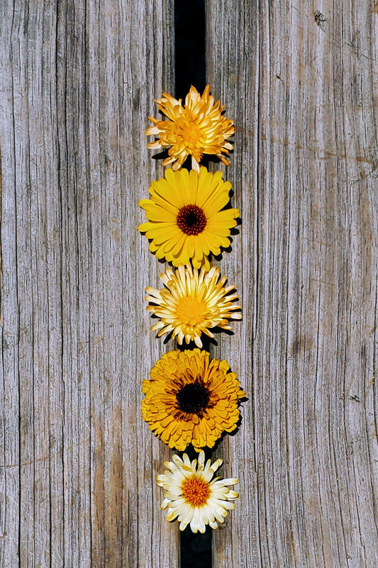 CALENDULA - FIESTA GITANA