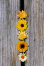 CALENDULA - FIESTA GITANA