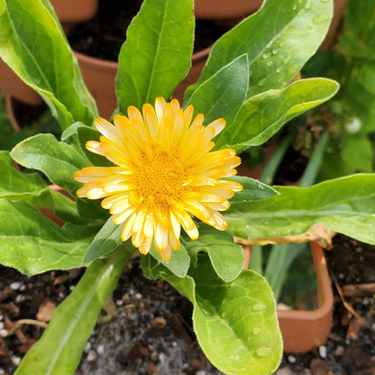 CALENDULA - FIESTA GITANA