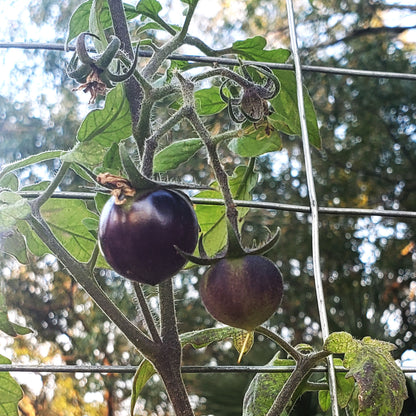 2 purple tomatoes hanging on an upright vine with a purple stem