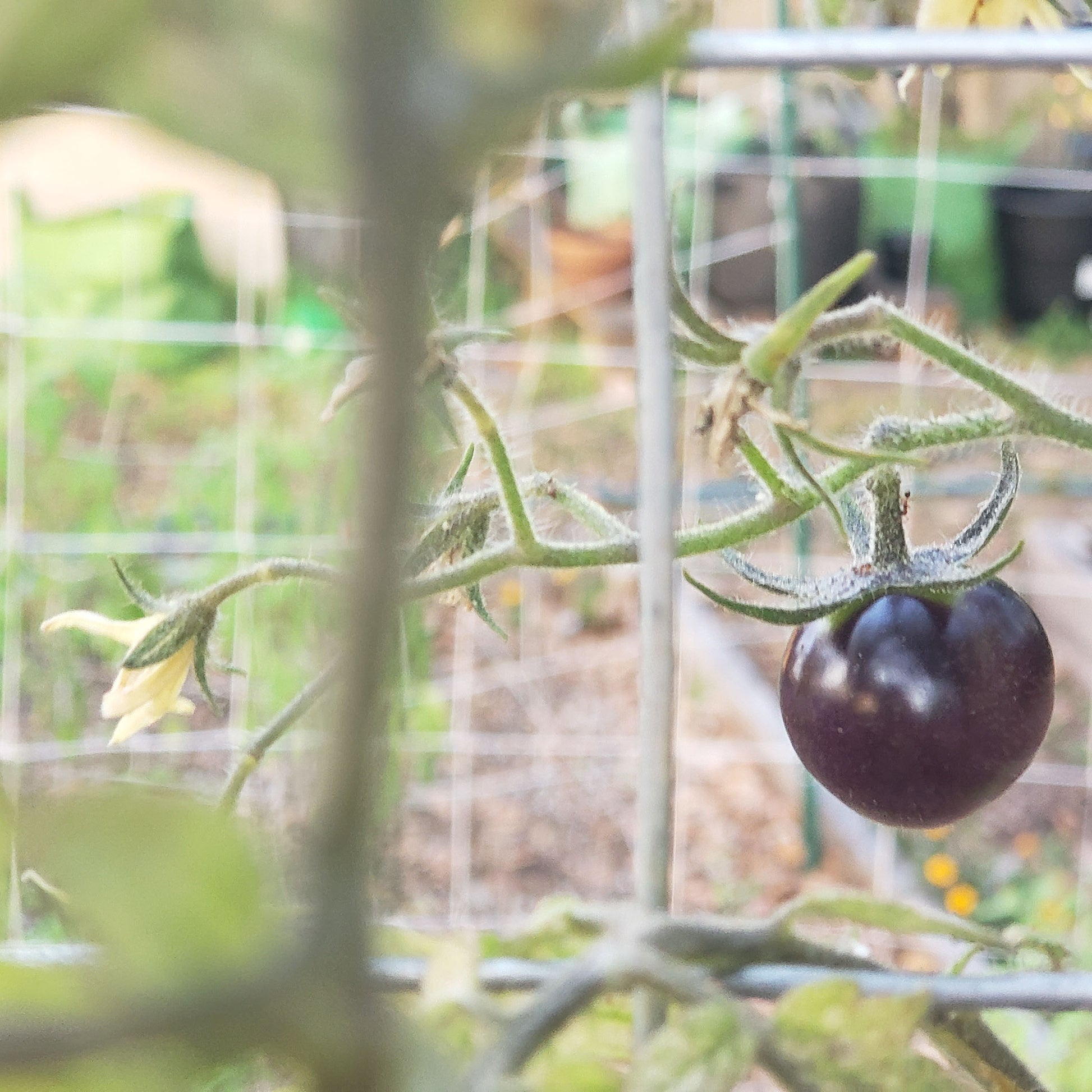 dark purple tomato hanging on the upright vine with a partially open tomato blossom