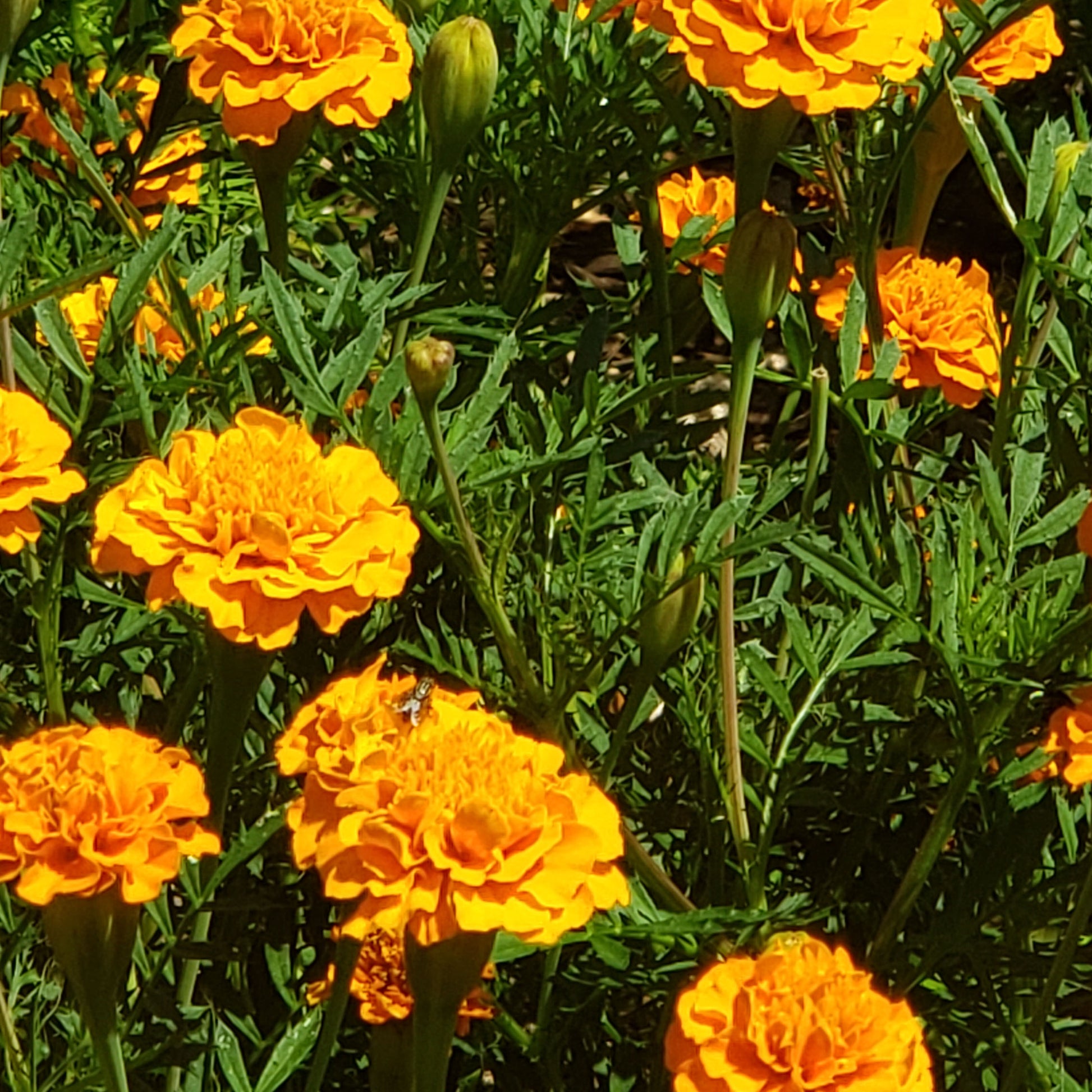 close up of golden orange flowers and their frilly green foliage 