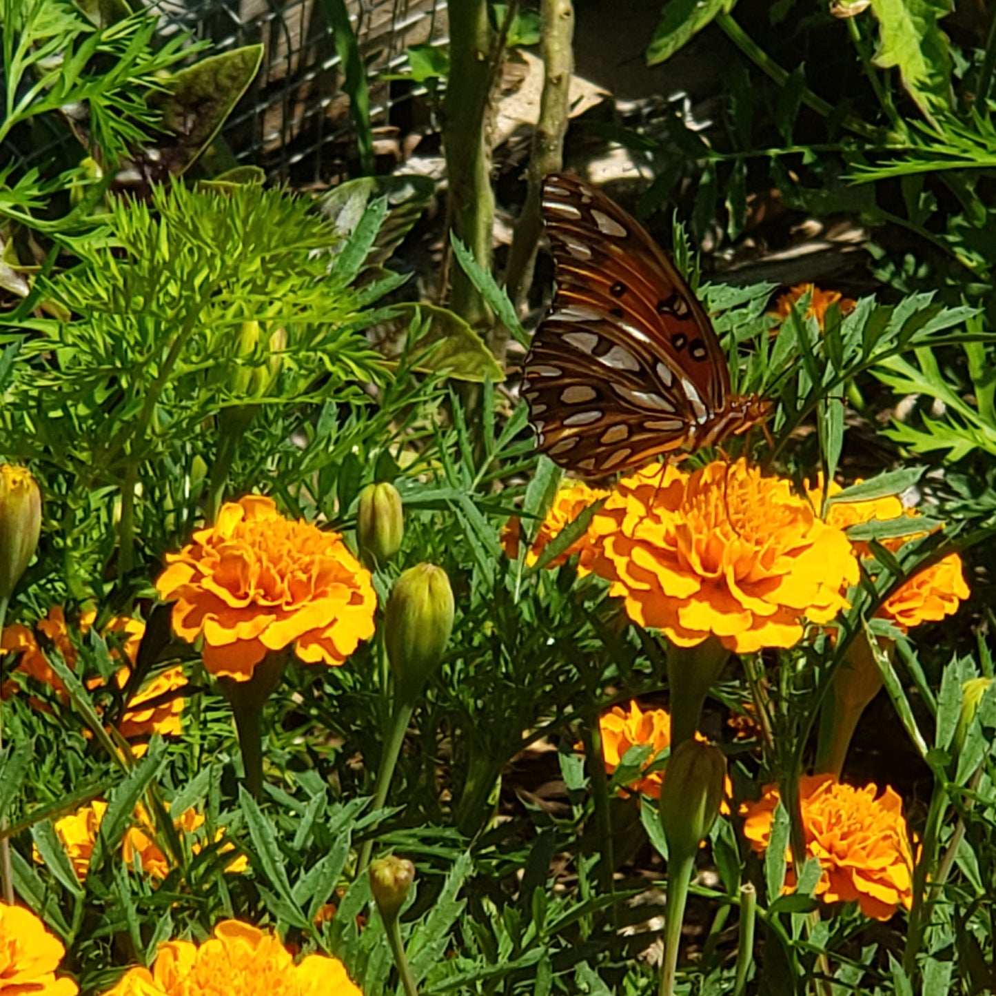 orange yellow flowers with a gulf fritillary butterfly 