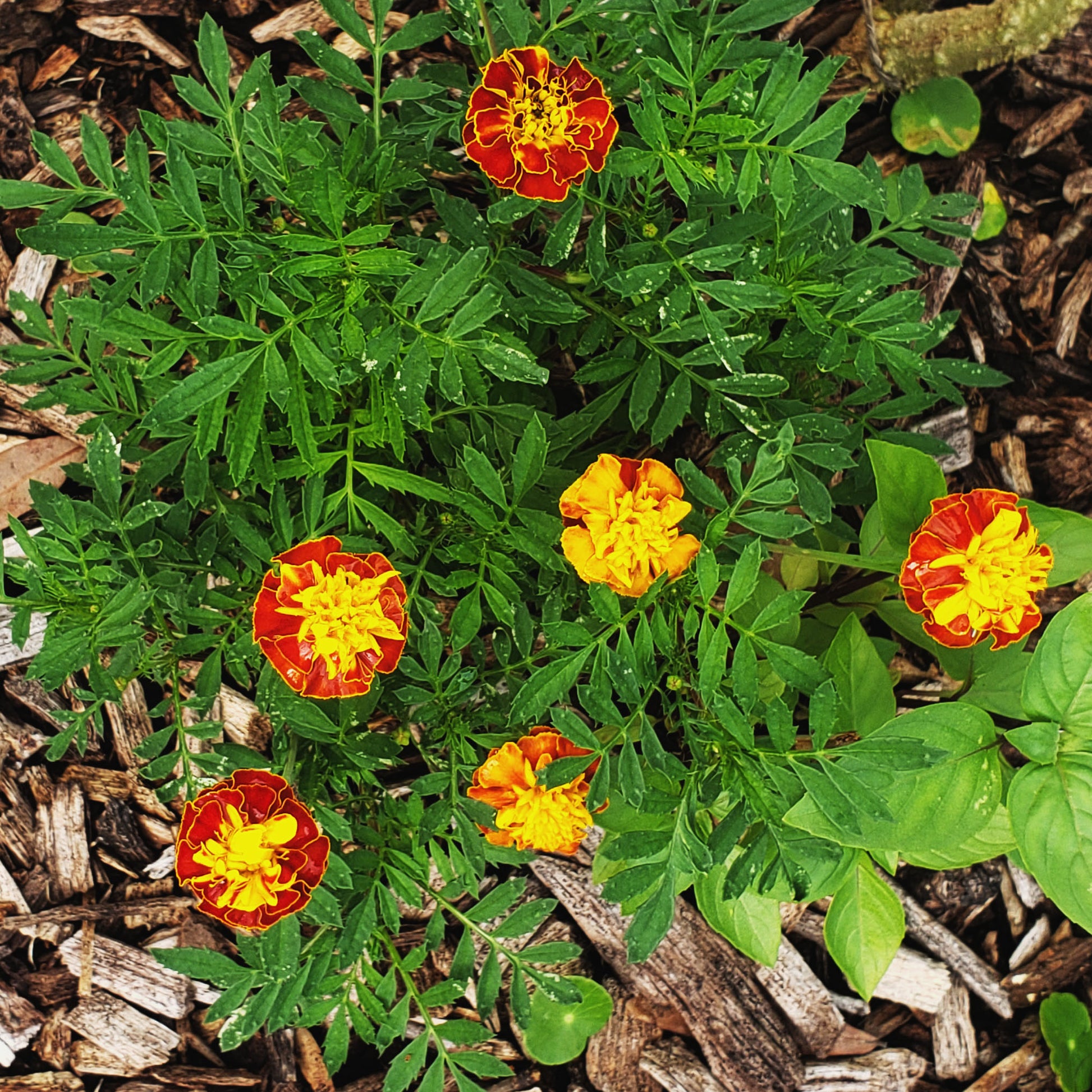 red marigold flowers with yellow in the venters and in a thin boarder around the petals on a plant with feathery green foliage