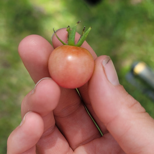 TOMATO - NAPA ROSÉ