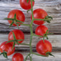 truss of red tomatoes on a wood plank background