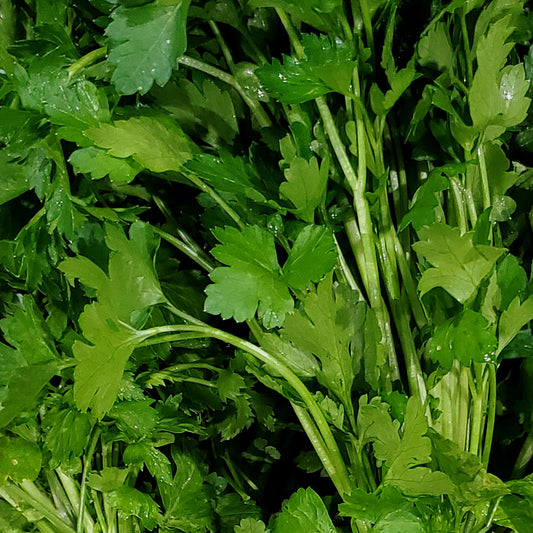 close up of green parsley leaves on their stems