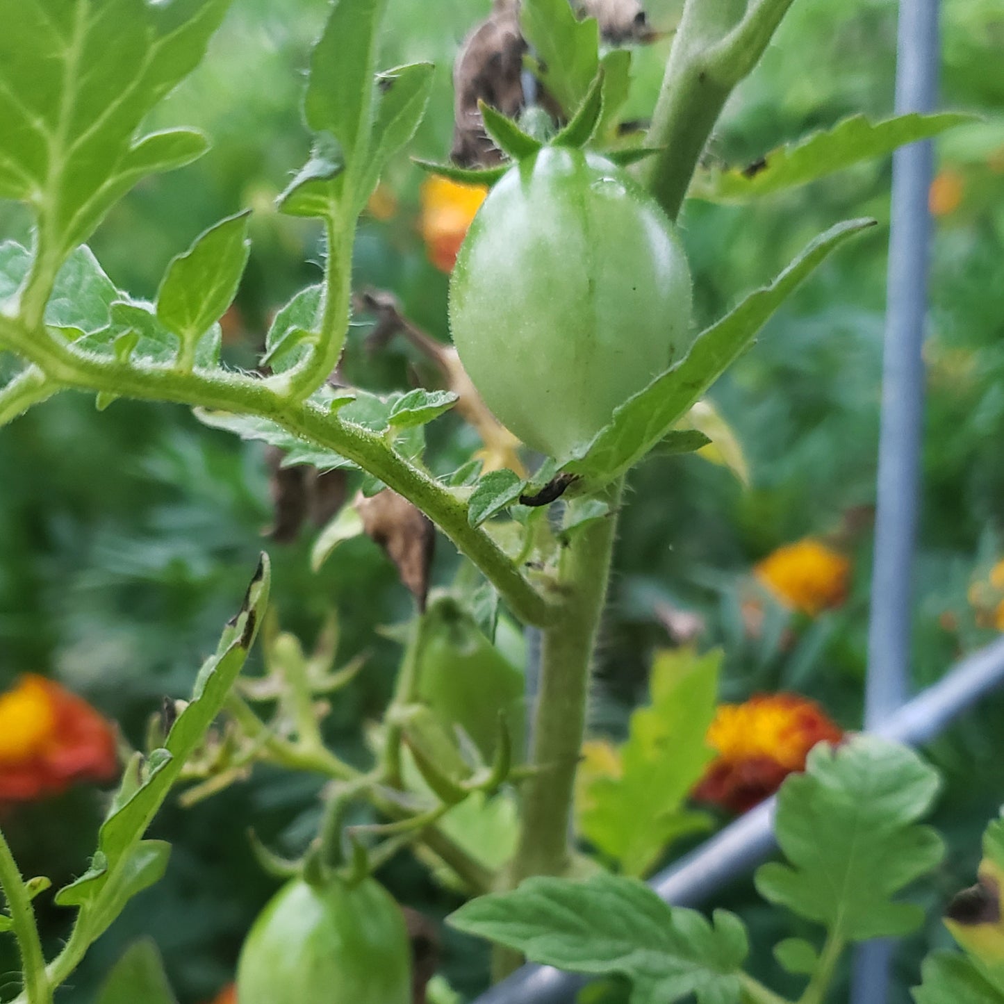 TOMATO - EVAN'S PURPLE PEAR