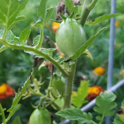 TOMATO - EVAN'S PURPLE PEAR