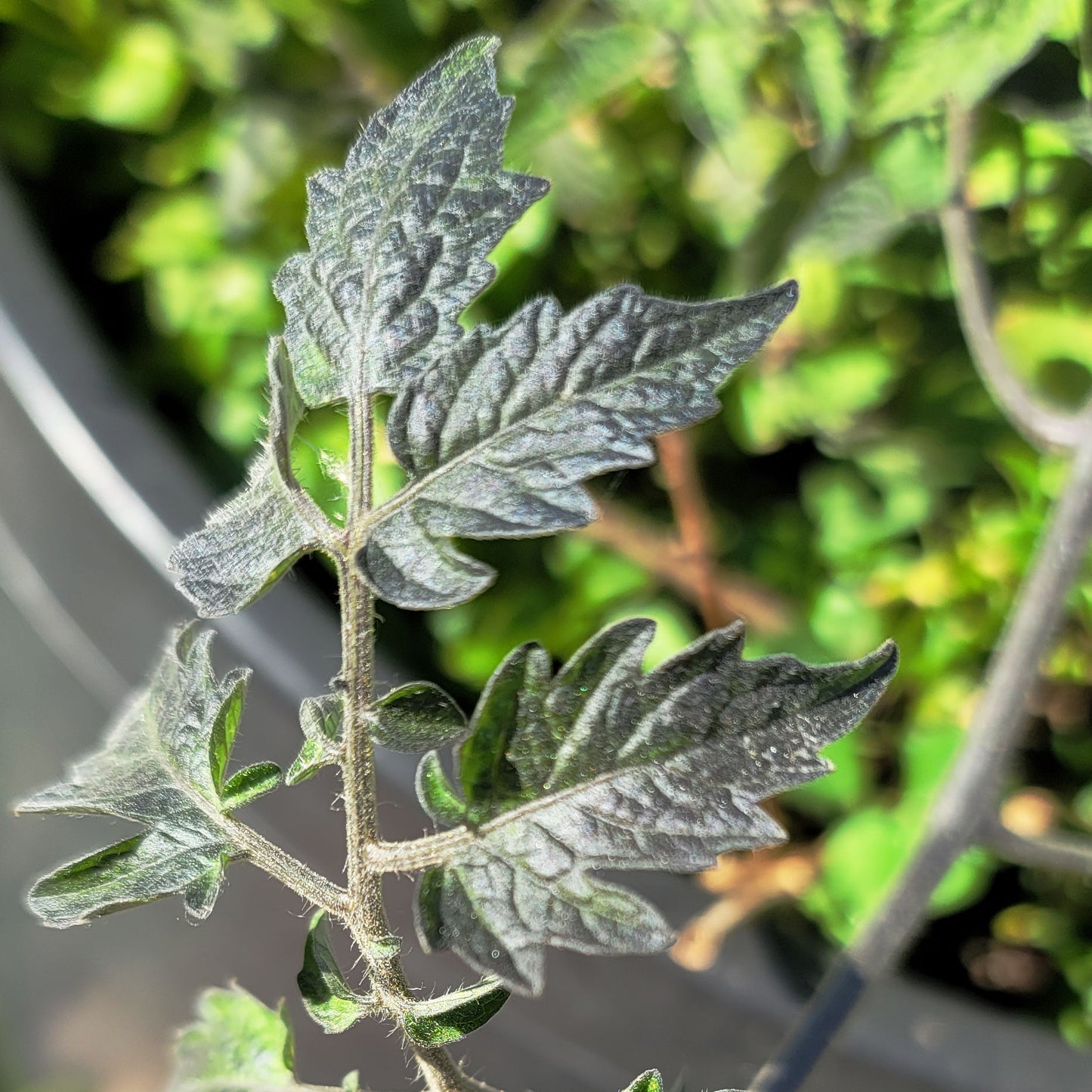 Tomato - Blue Boar Berries