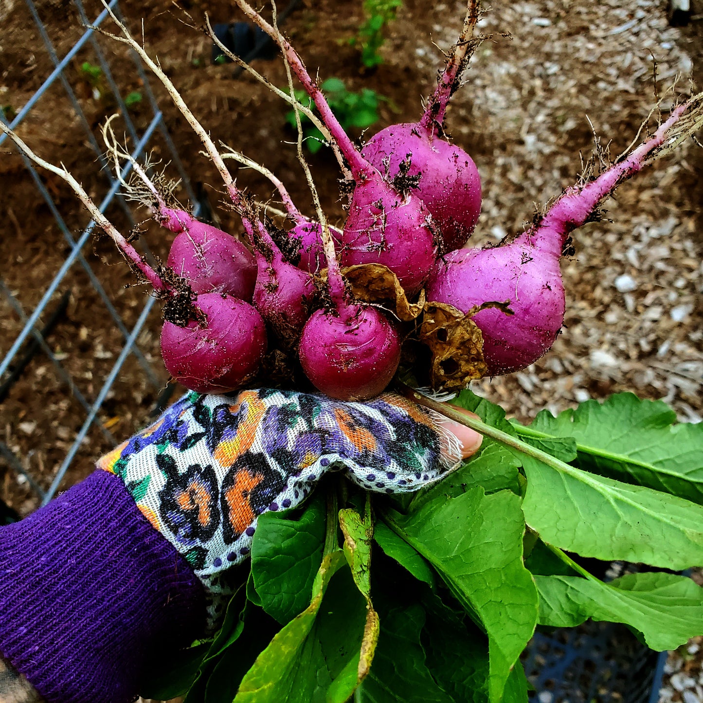 hand with garden glove holding a bunch of purple radishes with greens. the background is a garden row out of focus.