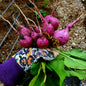 hand with garden glove holding a bunch of purple radishes with greens. the background is a garden row out of focus.