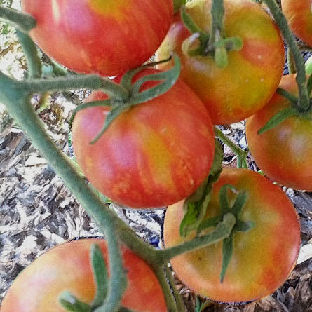 TOMATO - Norwood Meiners
