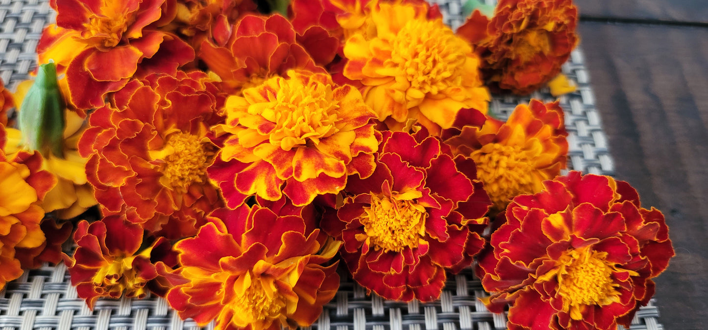 MARIGOLD - SPARKY