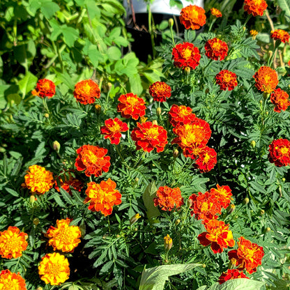 MARIGOLD - SPARKY